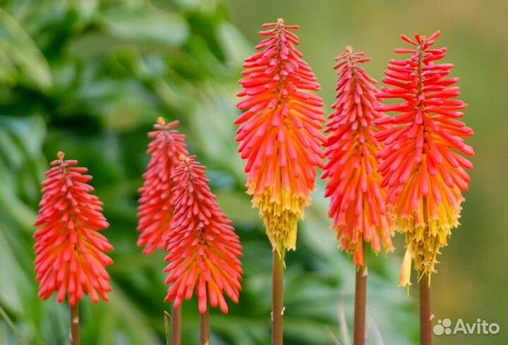 Книфофия (книпхофия)