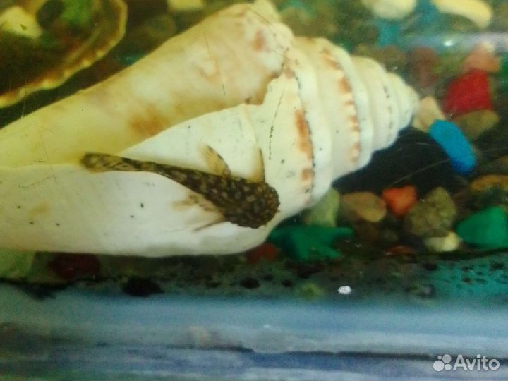 Сомики анциструсы