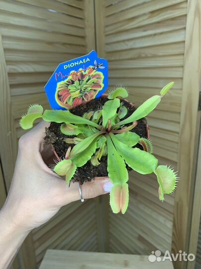 Дионея Венерина мухоловка