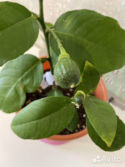 Лимон Новозеландский с плодами