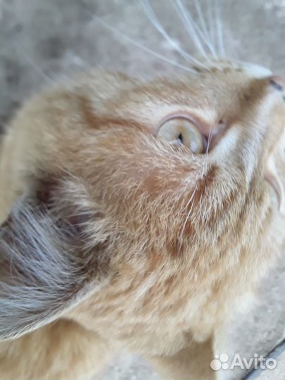Кот без породы