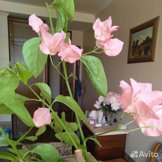 Бугенвиллии