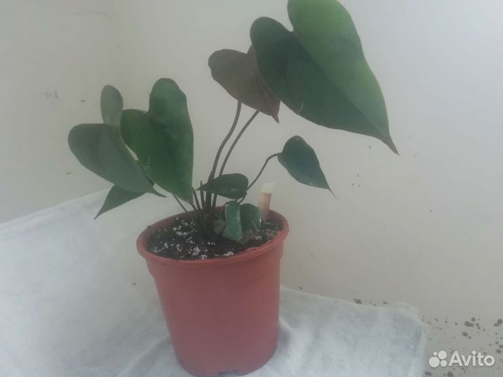 Антуриум Динамит Red