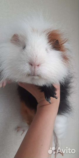 Морская свинка Швейцарский тедди