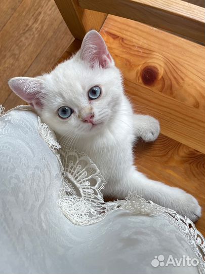 Шотландские котята / шотландская золотая шиншилла