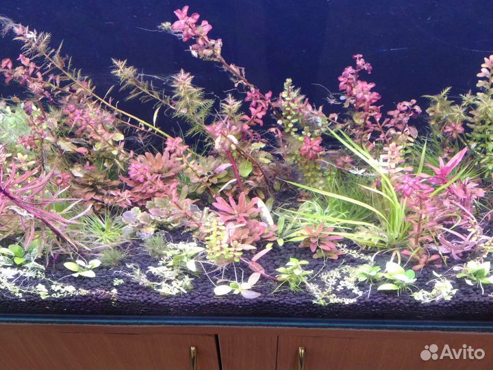 Аквариумные растения