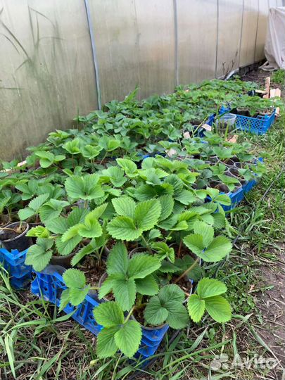 Рассада клубники