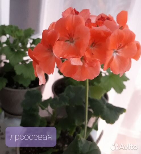 Пеларгония герань