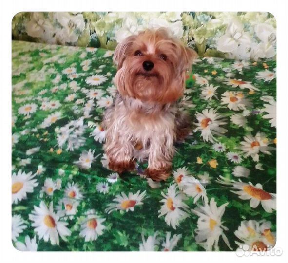 Йоркширский терьер вязка