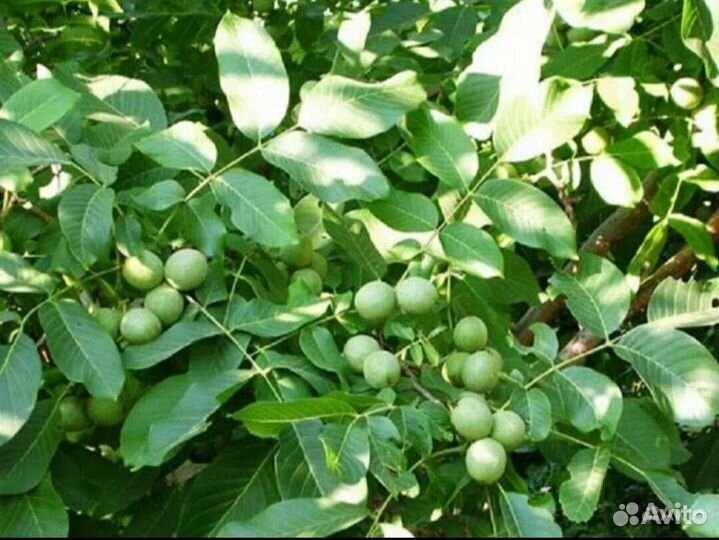 Грецкий орех 