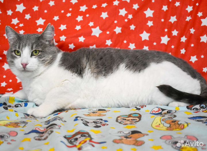 Кот Бася в добрые руки