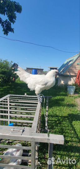 Петушки