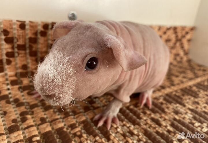 Морская свинка малыш