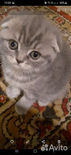 Шотландские вислоухие котята