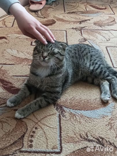Кошка