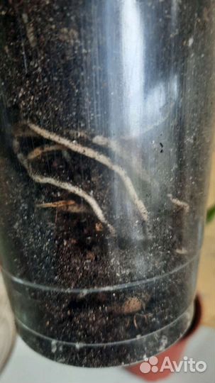 Аглаонема пикок