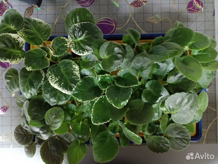 Детки сортовых фиалок