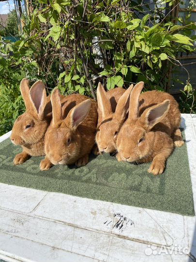 Бургундская порода 5 линий кролики самки самцы