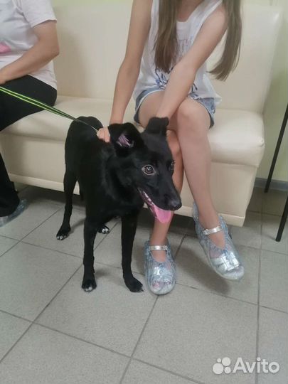 Щенок 6 месяцев Линда стерилизована, доставкой