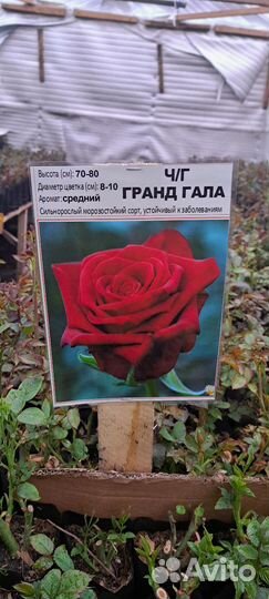 Роза