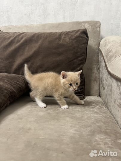 Котята майкун