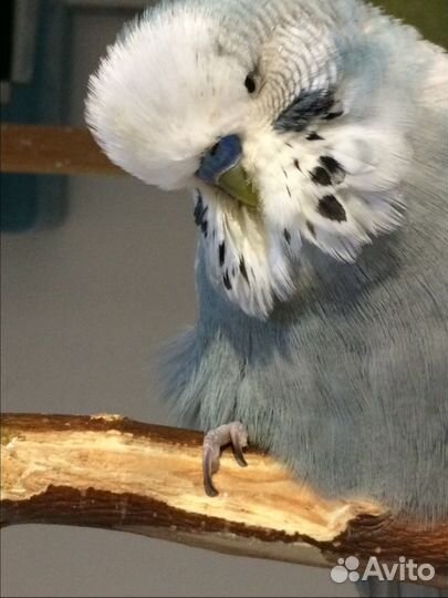 Выставочные волнистые попугаи (Чехи)