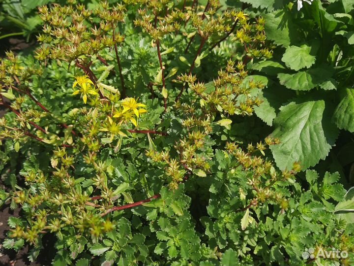 Растение для альпийской горки