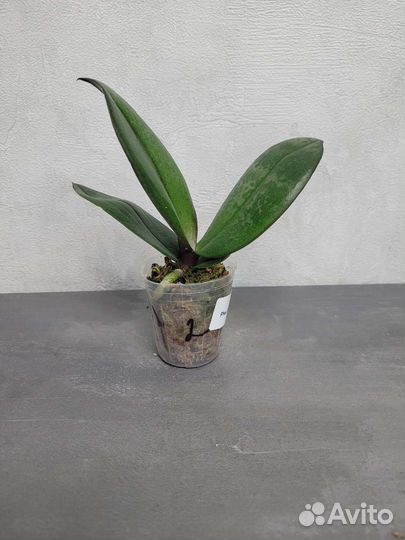 Орхидея Джамбалая