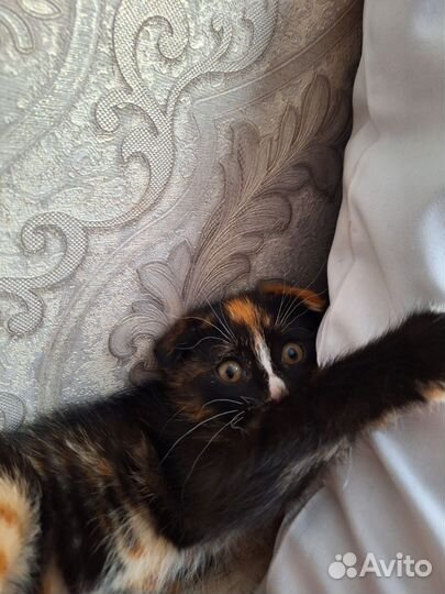Котята в самые добрые руки