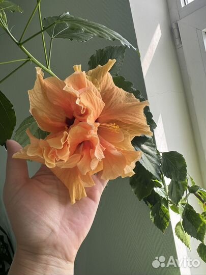 Гибискусы махровые