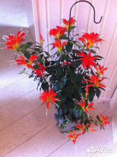 Белопероне,крестовник,папортник,орхидея и др