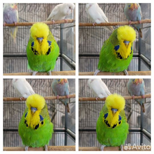 Попугаи ввп чехи