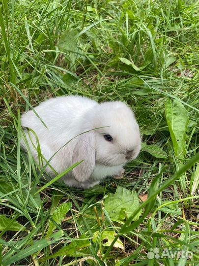 Аренда кроликов на праздник, фотосессию