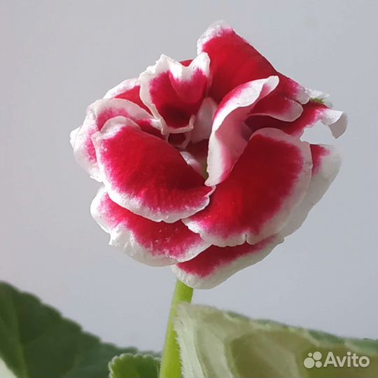 Глоксиния махровая