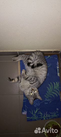 Ищу дом коту