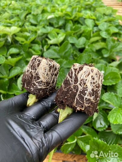 Премиальная рассада клубники (земляника садовая)