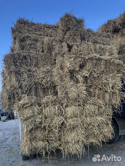 Солома рисовая
