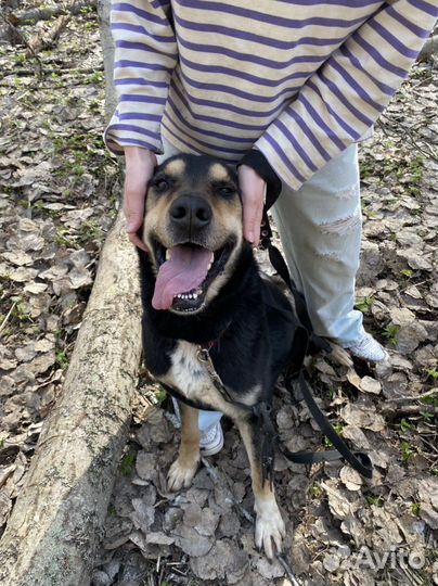 Собака в добрые руки