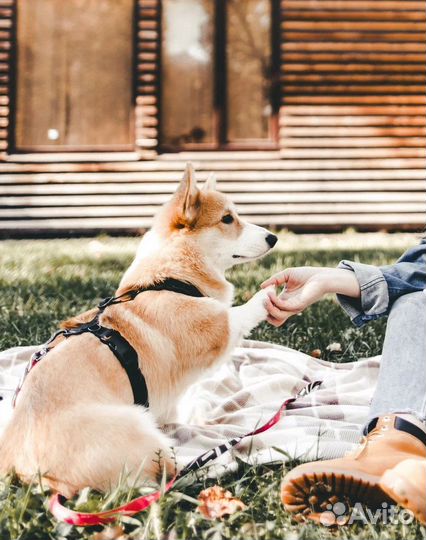 Гуманный кинолог, зоопсихолог