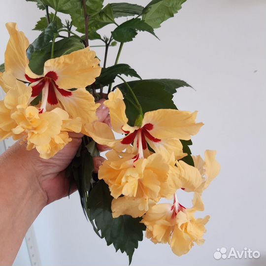 Сортовые гибискусы комнатные