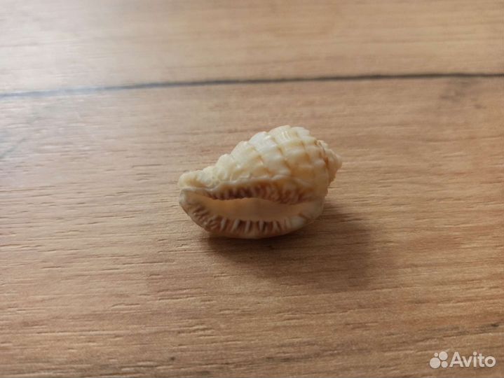 Морская раковина