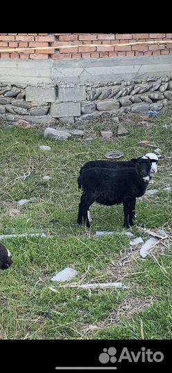 Овцы бараны