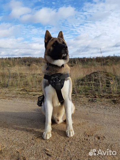 Вязка кобеля Американская акита