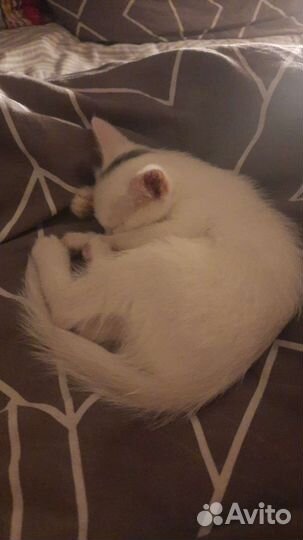 Кошка турецкая ангора
