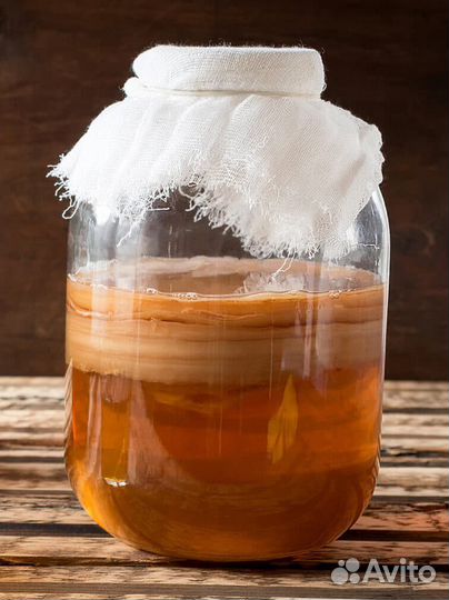 Чайный гриб комбуча