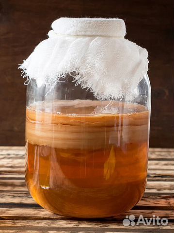 Чайный гриб комбуча