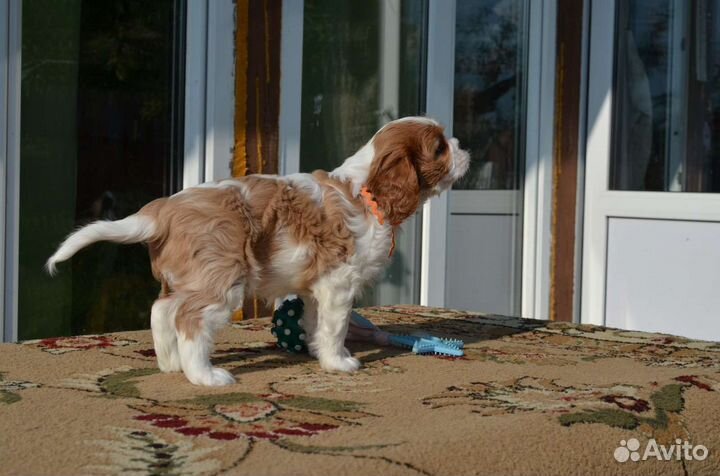 Кавалер Кинг Чарльз спаниель