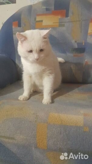 Кот в хорошие руки