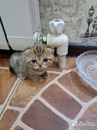 Шотландская вислоухая кошка