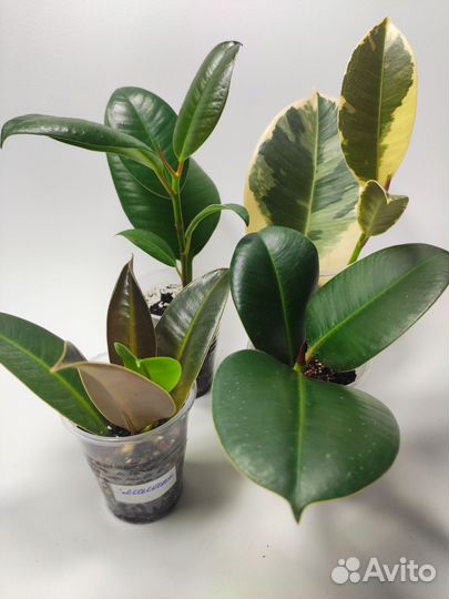 Фикусы каучуконосные 4 сорта